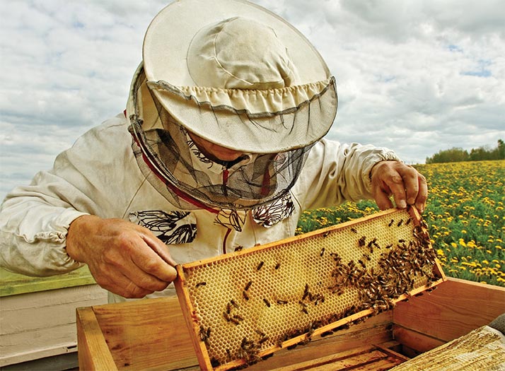 Fotó méhészről
